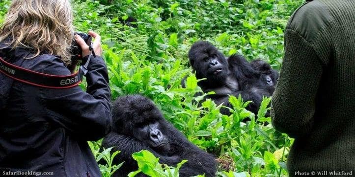 2 Day Uganda Gorilla Tracking